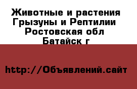 Животные и растения Грызуны и Рептилии. Ростовская обл.,Батайск г.